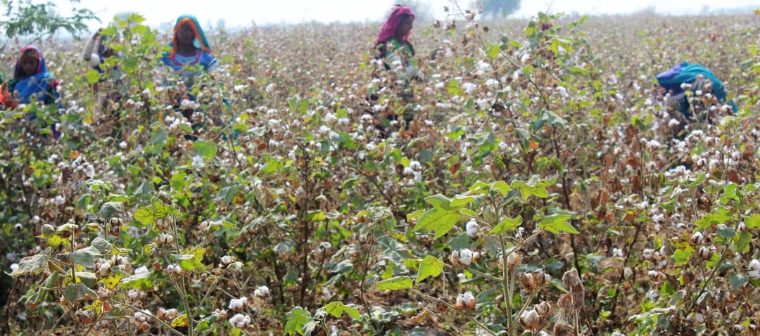 Agricultural Growth, Hunger and Poverty - Historical Evolution of Agrifood Systems In Pakistan